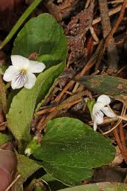 Attēlu rezultāti vaicājumam “Viola epipsila leaf”