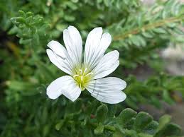 Attēlu rezultāti vaicājumam “Cerastium arvense flower”
