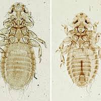 Attēlu rezultāti vaicājumam “Liceaceae”