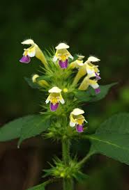 Attēlu rezultāti vaicājumam “Galeopsis speciosa”