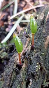 Attēlu rezultāti vaicājumam “Buxbaumia viridis”