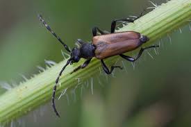 Attēlu rezultāti vaicājumam “Paracorymbia maculicornis imago”
