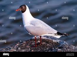 Image result for Chroicocephalus ridibundus