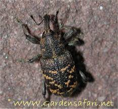 Attēlu rezultāti vaicājumam “Hylobius abietis”