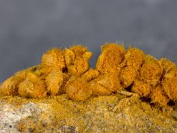 Attēlu rezultāti vaicājumam “Trichia alpina”