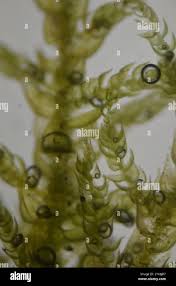 Attēlu rezultāti vaicājumam “Thuidium recognitum”