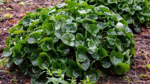 Attēlu rezultāti vaicājumam “Asarum europaeum”