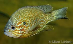 Image result for Lepomis gibbosus