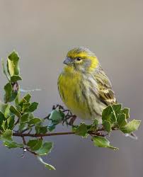 Image result for Serinus serinus