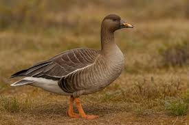 Attēlu rezultāti vaicājumam “Anser serrirostris”