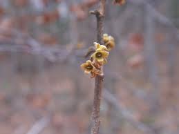 Attēlu rezultāti vaicājumam “Hamamelis vernalis bud”