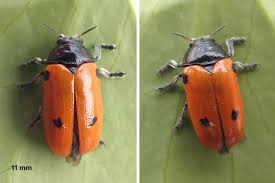 Attēlu rezultāti vaicājumam “Clytra quadripunctata”