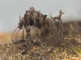 Attēlu rezultāti vaicājumam “Stemonaria irregularis”