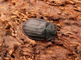 Attēlu rezultāti vaicājumam “Peltis grossa”