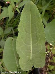 Attēlu rezultāti vaicājumam “Rumex aquaticus bud”