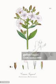 Attēlu rezultāti vaicājumam “Saponaria officinalis flower”