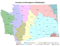 Attēlu rezultāti vaicājumam “Sisyrinchium montanum fruit”