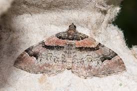 Attēlu rezultāti vaicājumam “Catarhoe rubidata”