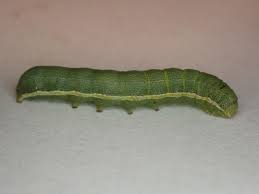 Attēlu rezultāti vaicājumam “Orthosia larvae”