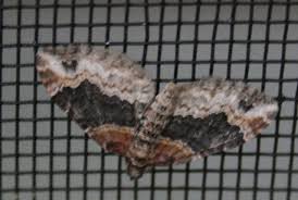 Attēlu rezultāti vaicājumam “Xanthorhoe ferrugata”