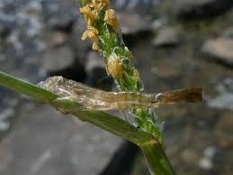 Attēlu rezultāti vaicājumam “Alopecurus aequalis flower”