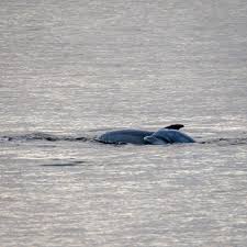Image result for Delphinus delphis