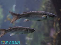 Image result for Chelon saliens