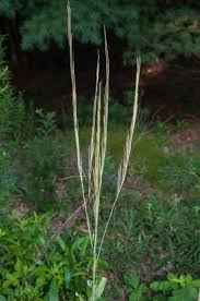 Attēlu rezultāti vaicājumam “Arabis glabra”