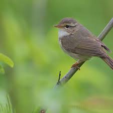 Image result for Phylloscopus schwarzi