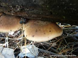 Attēlu rezultāti vaicājumam “Lentinellus ursinus”