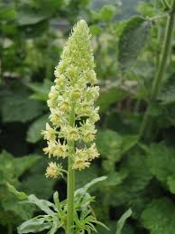 Attēlu rezultāti vaicājumam “Erophila verna flower”