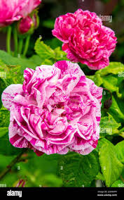 Attēlu rezultāti vaicājumam “Paeoniaceae”