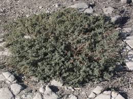 Attēlu rezultāti vaicājumam “Atriplex calotheca”