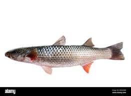 Image result for Mugil liza