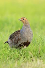 Attēlu rezultāti vaicājumam “Perdix perdix”