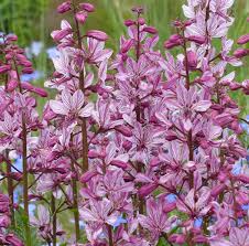 Image result for Diptam