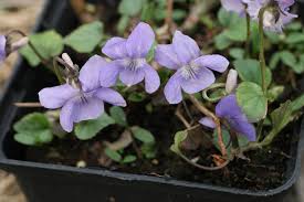 Attēlu rezultāti vaicājumam “Viola reichenbachiana”