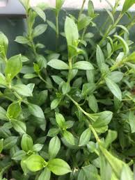 Image result for Silene schafta