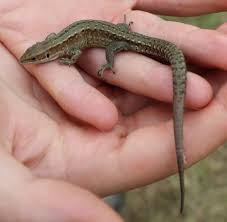 Attēlu rezultāti vaicājumam “Lacerta vivipara juvenile”