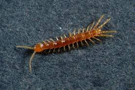 Attēlu rezultāti vaicājumam “Myriapoda”