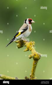Attēlu rezultāti vaicājumam “Carduelis carduelis”