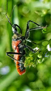 Attēlu rezultāti vaicājumam “Rhynocoris annulatus”