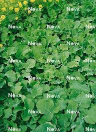 Attēlu rezultāti vaicājumam “Brassica napus”