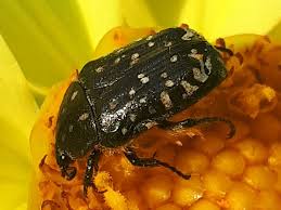 Attēlu rezultāti vaicājumam “Oxythyrea funesta imago”