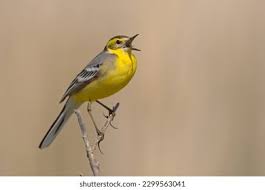 Attēlu rezultāti vaicājumam “Motacilla citreola”