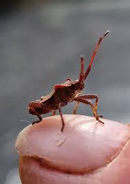 Attēlu rezultāti vaicājumam “Coreus marginatus nymph”