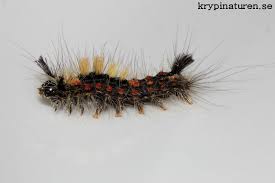 Attēlu rezultāti vaicājumam “Lymantriidae”