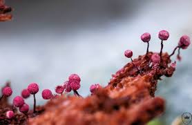 Attēlu rezultāti vaicājumam “Cribraria purpurea macro”