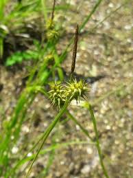 Attēlu rezultāti vaicājumam “Carex lepidocarpa leaf”
