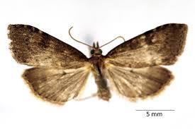 Attēlu rezultāti vaicājumam “Udea prunalis”